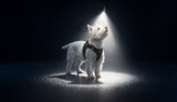 "Leash + Flashlight" Bundle Special