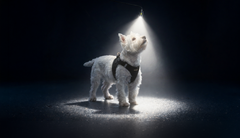 "Leash + Flashlight" Bundle Special
