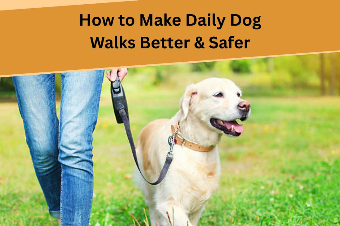 How to Make Daily Dog Walks Better & Safer