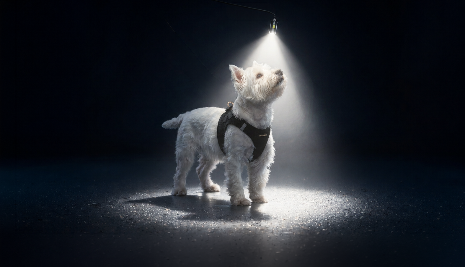 "Leash + Flashlight" Bundle Special